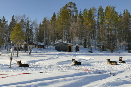  Huskys im Schnee