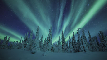 Polarlichter tanzen über dem Winterwald