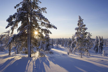 Verschneiter Winterwald