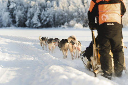 Geführt von einem erfahrenen Musher unternehmen Sie eine Huskysafari