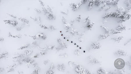 Schneeschuhwanderung im Winterwald 