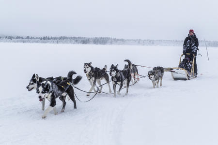Huskyabenteuer in Hetta 
