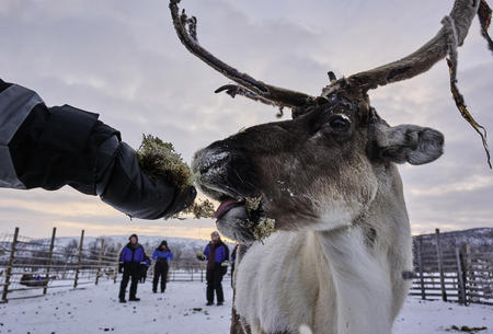  Rentiere füttern, Geführte Nordlichtreise nach Utsjoki (c) Klaus-Peter Kappest