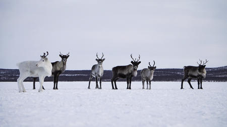 Scheu und doch neugierig @arcticlandadventure