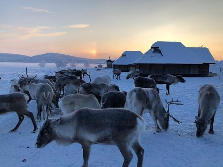 Rentierherde vor den Glas-Kotas @arcticlandadventure