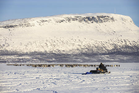 Ein Rentierhirte und seine Herde vor dem Panorama des eindrucksvollen Saana (c) Kilpissafarit