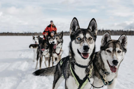 Huskyschlittenfahrt