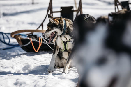Huskies