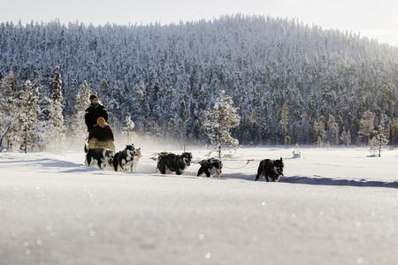 Huskys in Aktion