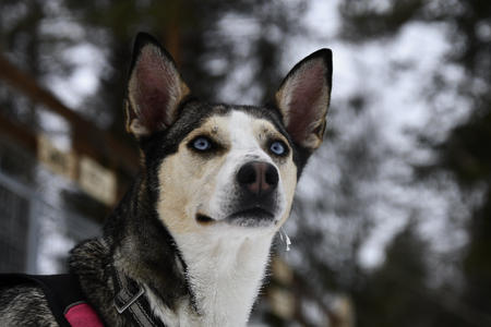 Auf der Huskyfarm (c) L. Stickeln