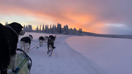  Sonnenuntergang im Winter mit Schlittenhunden