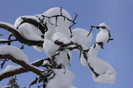 Schneebedeckte Zweige