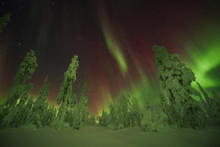 Polarlichter über dem Winterwald