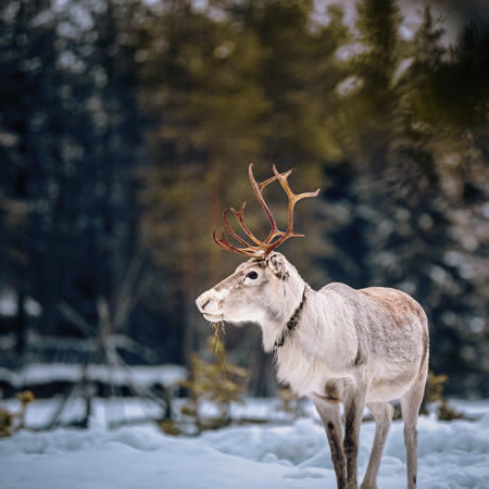 Aufmerksames Rentier