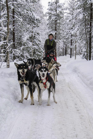 So sieht Husky-Glück aus