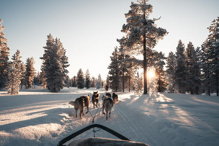 Mit den Huskys durch Lapplands Wälder