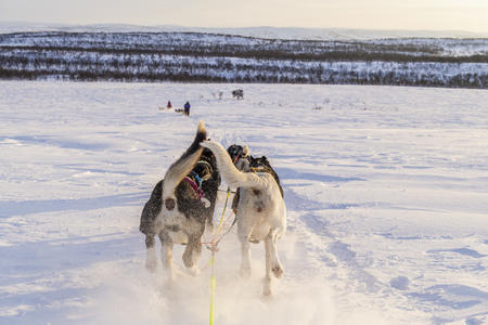 Huskysafari 