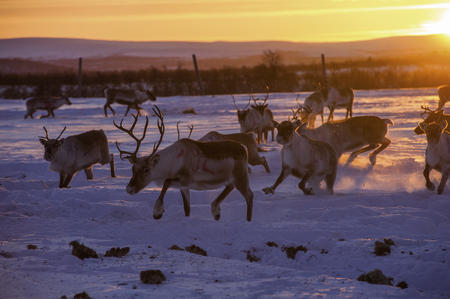 Rentiere aus nächster Nähe erleben
