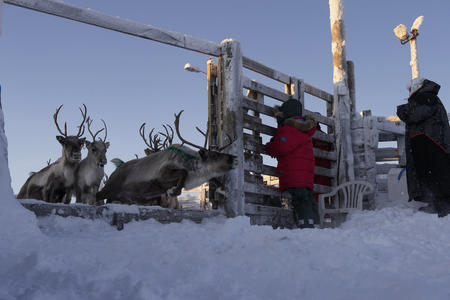 Zu Besuch bei den Sami auf der Rentierfarm