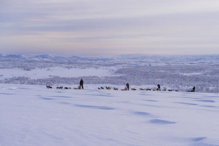 Huskysafari über die Fjells