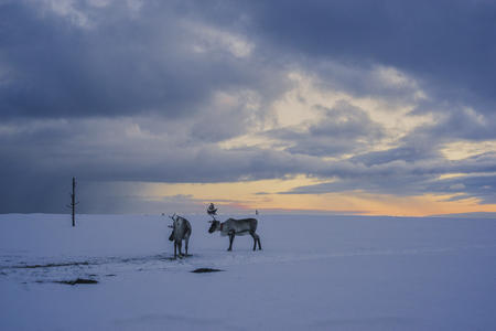 Rentiere auf dem Fjell