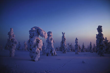 Wenn der Schnee schwer auf den Zweigen liegt und die Dämmerung den Wald umhüllt