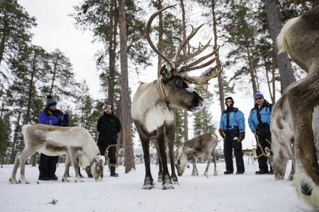Verbringen Sie Zeit mit den Rentieren und hören Sie spannende Geschichten über ihre Bedeutung in der nordischen Kultur