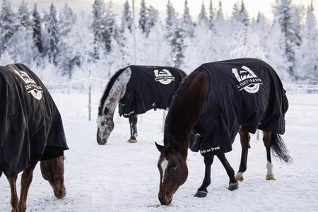 Die Lucky Ranch Pferde