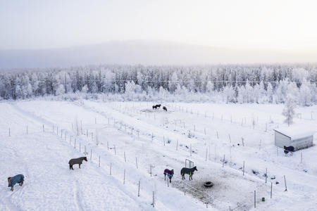 Pferdekoppel an einem verschneiten Wintertag