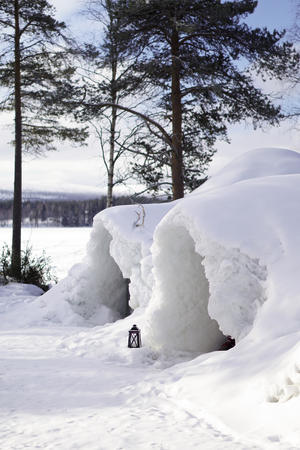 Schneeiglus am Seeufer