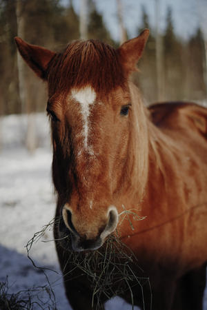 Ihre freundlichen Nachbarn auf der Ranch