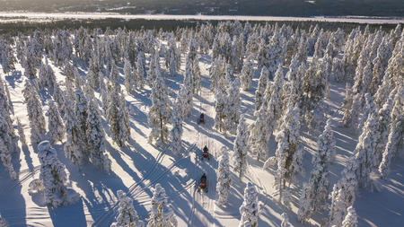 Durch den Winterwald Lapplands