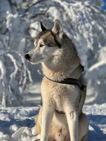 Treffen Sie auf freundliche Huskys