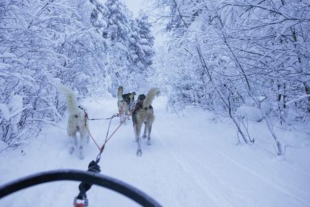 Huskysafari auf verschneiten Trails durch Nordfinnland