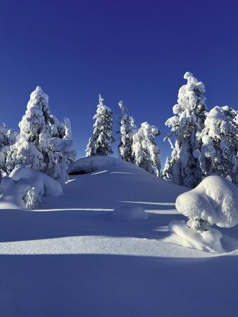 Typisch verschneite Geisterbäume, auf Finnisch 