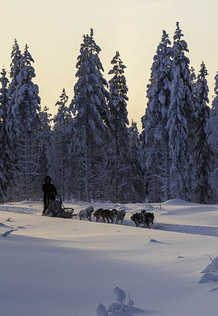 Huskysafari